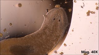 Planaria moving and feeding under the microscope [upl. by Vick]