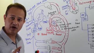 General Principles of Hemodynamics [upl. by Enywad]