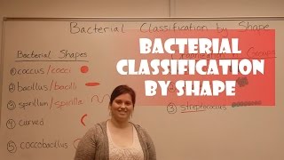 Bacteria Classification by Shape [upl. by Carpio]