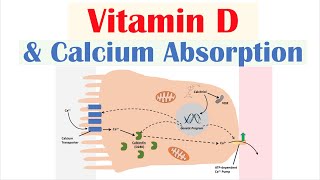 Vitamin D and Calcium Absorption  Biochemistry Lesson [upl. by Olram]