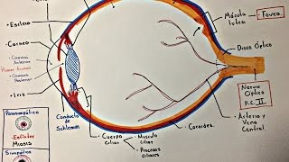 Ojo Anatomía y generalidades [upl. by Willow]