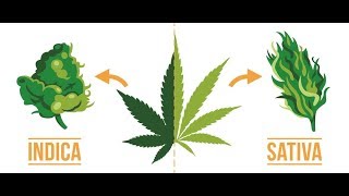 Weed Different Strains Explained [upl. by Irodim]