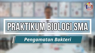 Praktikum Biologi SMA  Pengamatan Bakteri [upl. by Dinny485]