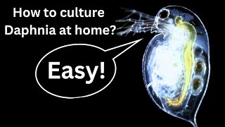 BEST Live Fish Food Beginner guide How to Culture Daphnia at home [upl. by Carmella]