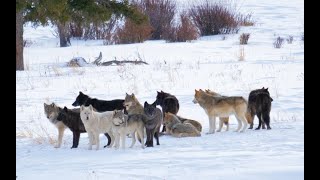 Wapiti Lake Wolf Pack Howling in Yellowstone [upl. by Yoshi]