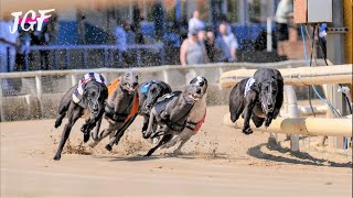 British greyhound racing  Track race [upl. by Ansaev454]