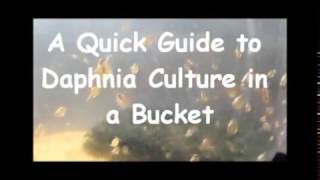 How to culture daphnia outside [upl. by Jez]