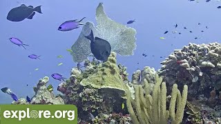 Cayman Reef Cam powered by EXPLOREorg [upl. by Amilah]