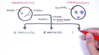 Microbiology  Streptococcus species [upl. by Thatch]