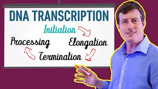 DNA Transcription Made EASY  Part 1 Initiation 🐣 [upl. by Dorene]