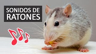 SONIDOS DE RATONES Efectos de Sonido HD [upl. by Anahsak]