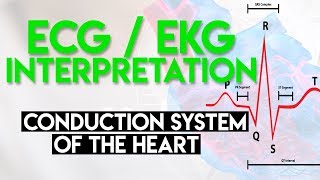 Electrical Conduction System of the Heart  ECG EKG Interpretation Part 1 [upl. by Augy219]