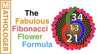 The fabulous Fibonacci flower formula [upl. by Pollie]