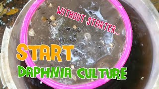 How to culture daphnia moina the easy way 1  Starting the Daphnia culture [upl. by Winterbottom91]