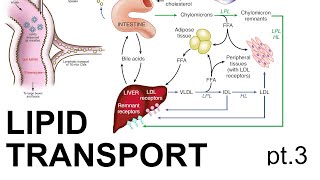 Lipid Transport Pt 3 [upl. by Assed735]