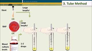 Coagulase Test [upl. by Laurianne]