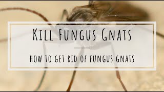 How to kill fungus gnats beneficial nematodes [upl. by Anitram]