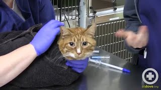 How to Administer Oral Medication to Cats [upl. by Dorcus]