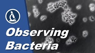 How to see BACTERIA with a microscope  Amateur Science [upl. by Rosner333]