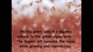 Daphnia  How to grow daphnia in your home [upl. by Finny]