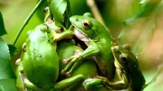 Frogs mating and CallingGreen Tree FrogsFrog Video [upl. by Einama]