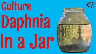 How to Culture Daphnia in a Jar [upl. by Yelich740]