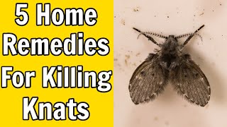 5 Home Remedies For Killing Gnats [upl. by Clarice]