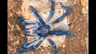 Monocentropus balfouri  Breeding Attempt [upl. by Ariajay]