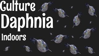 How to Culture Daphnia [upl. by Hamlet737]