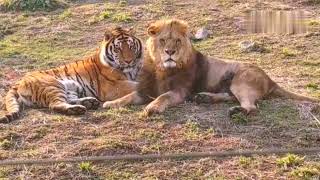 Siberian tiger playing with African lions [upl. by Clovis]