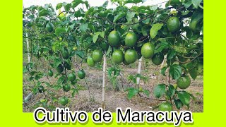 El Cultivo de MaracuyaPaso a Paso [upl. by Weisler]