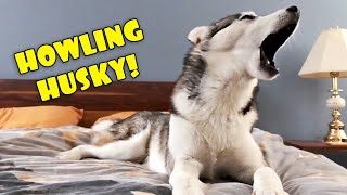 Howling Husky  My Dog Teaches Me to Howl [upl. by Aneleiram]