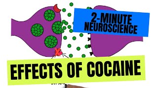 2Minute Neuroscience Effects of Cocaine [upl. by Neela36]