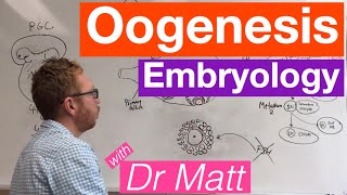 Oogenesis  Embryology [upl. by Llerrad204]