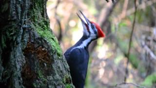 Pileated Woodpecker pecking and calling [upl. by Yk]