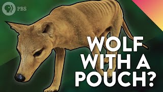 The Strange Evolutionary Story of the Thylacine [upl. by Joel614]