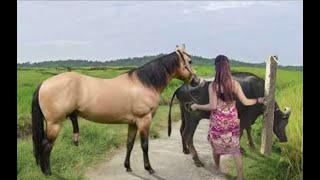 My sister training care her lovely horse in beginner 2021 [upl. by Nowed]