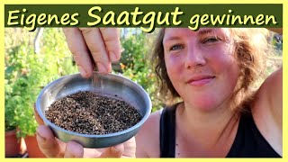 Eigenes Saatgut ernten aus dem Garten │ Saatgut [upl. by Essy]