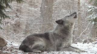 Wolfs Sweet Voice Inspires 50 Wolves to Howl [upl. by Lincoln]