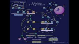 The Coagulation Cascade [upl. by Crist461]