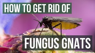 How to Get Rid of Fungus Gnats 4 Simple Steps [upl. by Jereld]