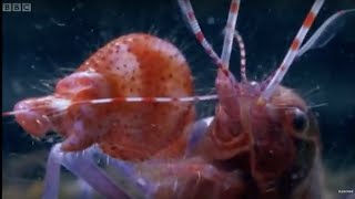 Pistol Shrimp Superheats Water  Weird Nature  BBC Earth [upl. by Olimac]