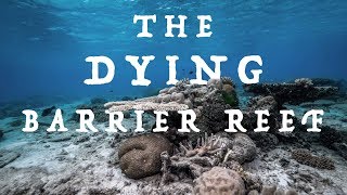 The DYING Barrier Reef [upl. by Attenrev520]