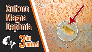 How to culture DAPHNIA MAGNA  The easy way [upl. by Ehcadroj]