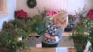 How to Grow Jasmine Plants Indoors [upl. by Madelaine]