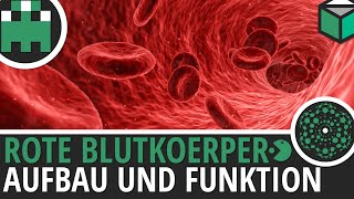 Rote Blutkörperchen Aufbau und Funktion einfach erklärt│Biologie Lernvideo Learning Level Up [upl. by Anelra216]