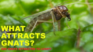 What Attracts Gnats  Why are Gnats Attracted to Me [upl. by Aicertap]