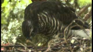 Sperber  sparrow hawk [upl. by Netnerb561]