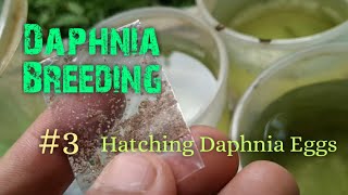 Daphnia Culture made simple and easy 3  Hatching Daphnia eggs [upl. by Aikaz]