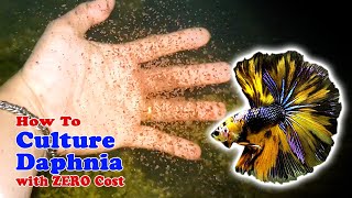 How to Culture Daphnia with ZERO Cost  Unlimited Live Food For Our Fish [upl. by Kataway753]